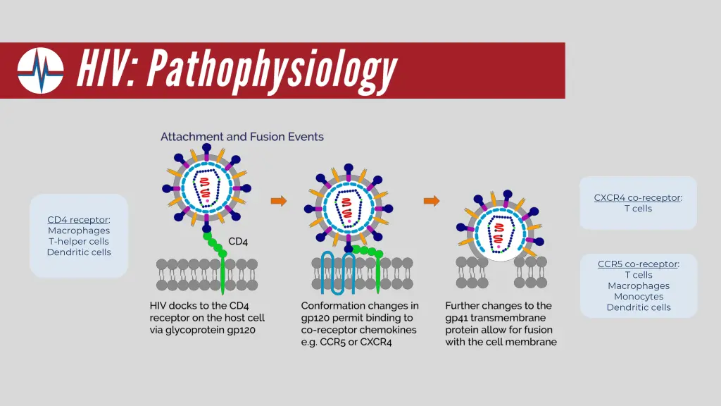 cxcr4 co receptor t cells