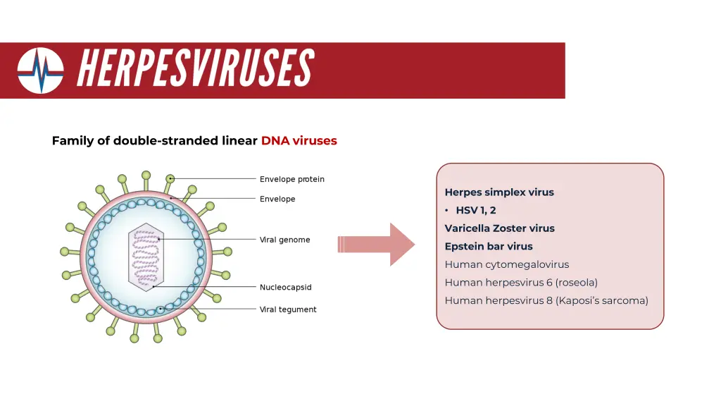 family of double stranded linear dna viruses