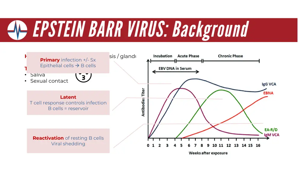 hhv 4 infectious mononucleosis glandular fever