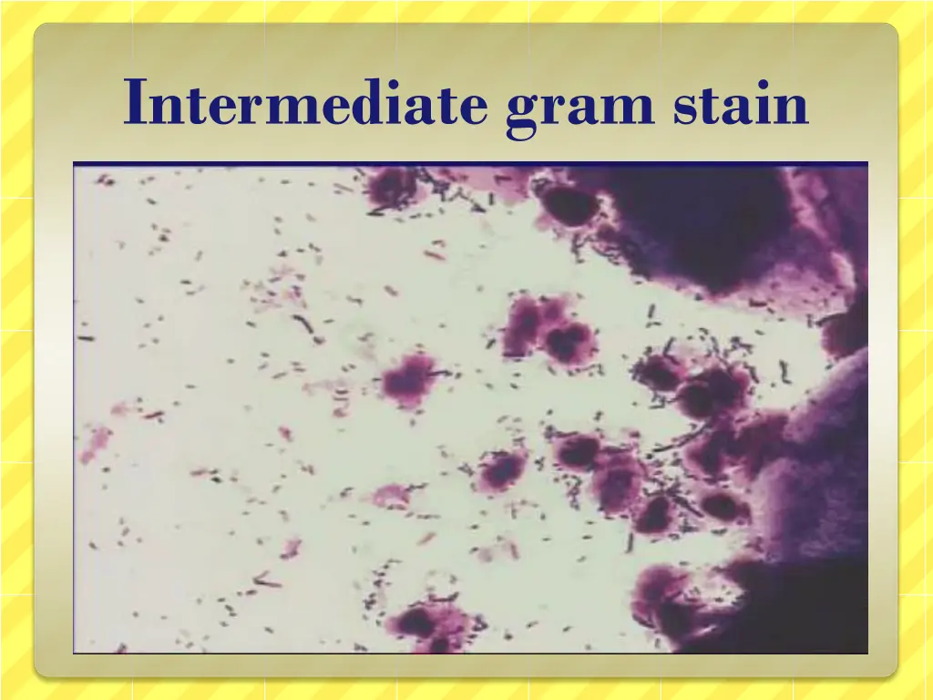 intermediate gram stain