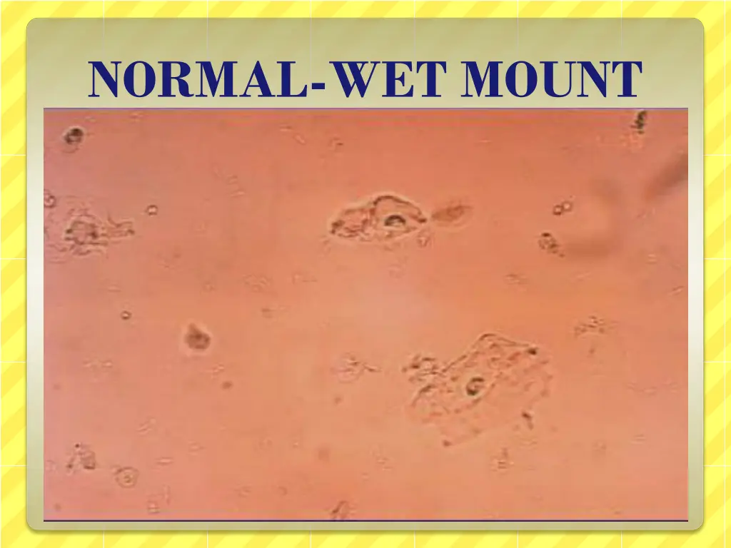 normal wet mount