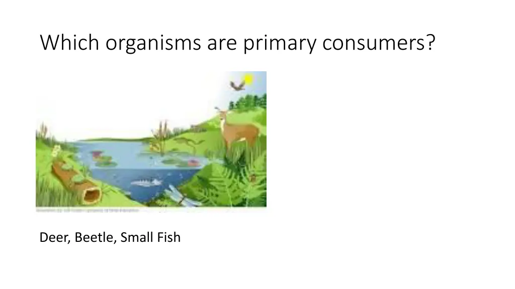 which organisms are primary consumers