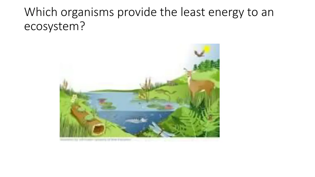 which organisms provide the least energy