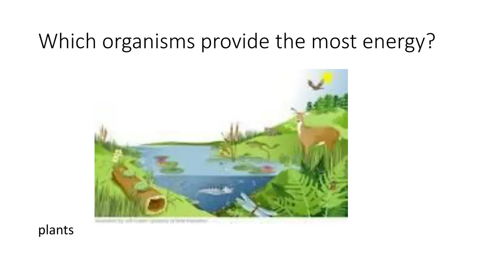 which organisms provide the most energy