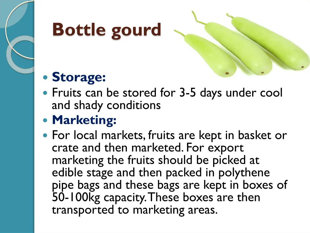 bottle gourd