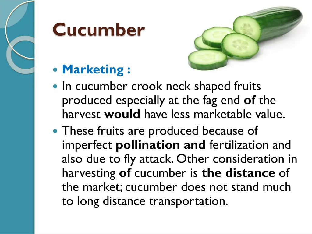 cucumber