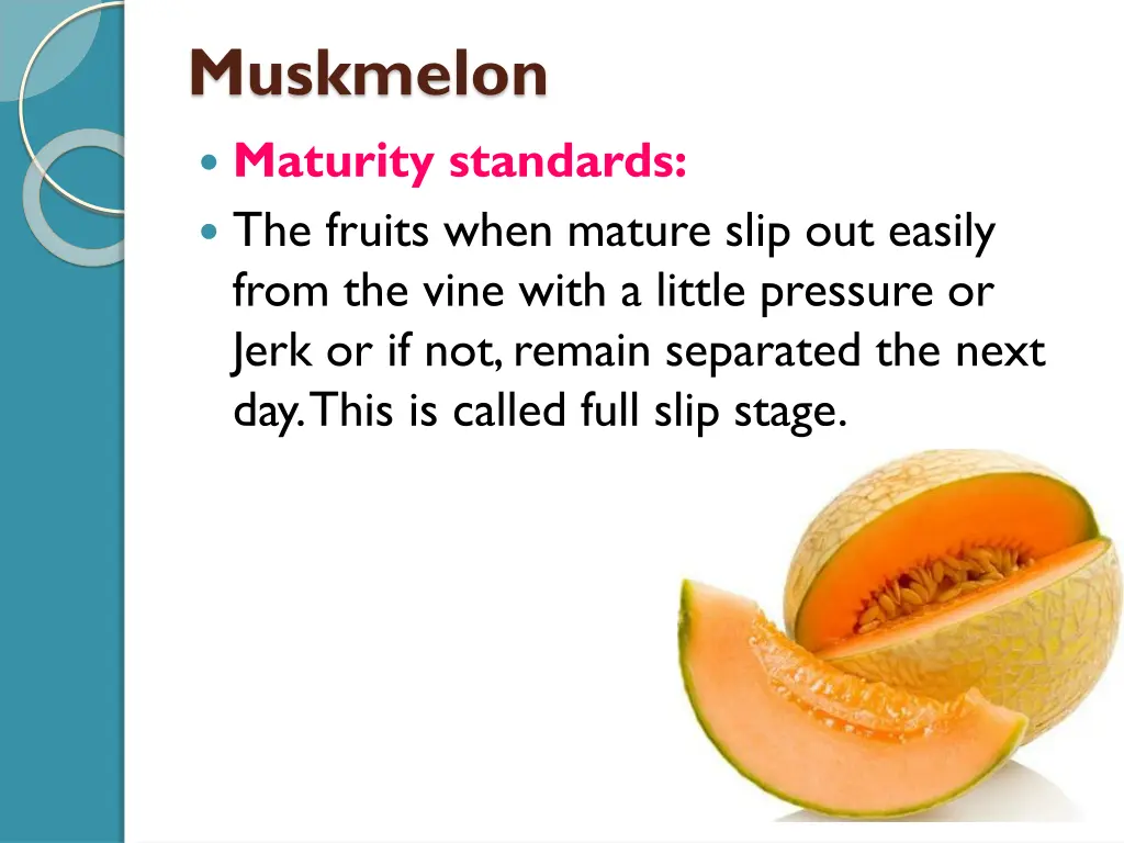 muskmelon