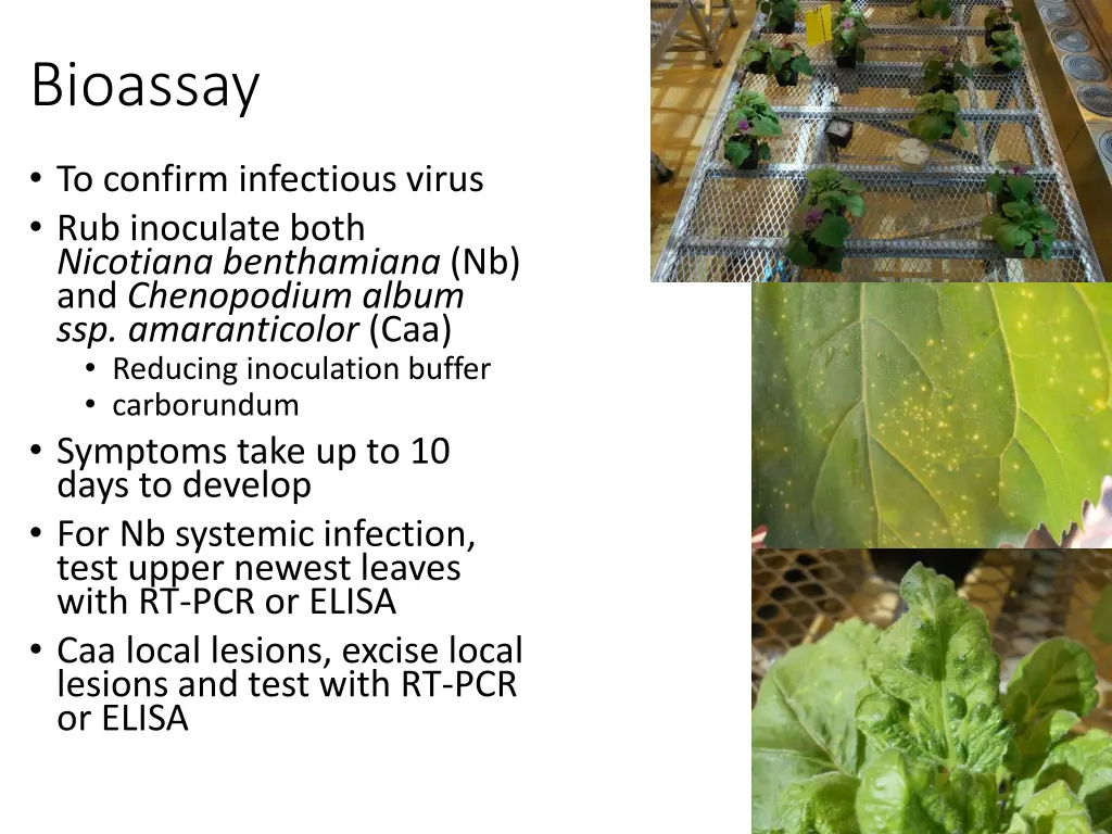 bioassay