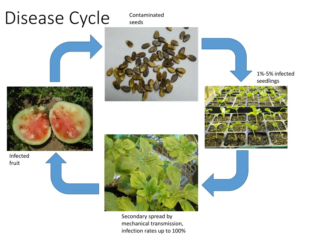 disease cycle