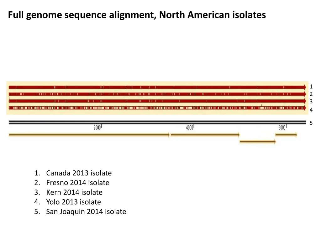 full genome sequence alignment north american