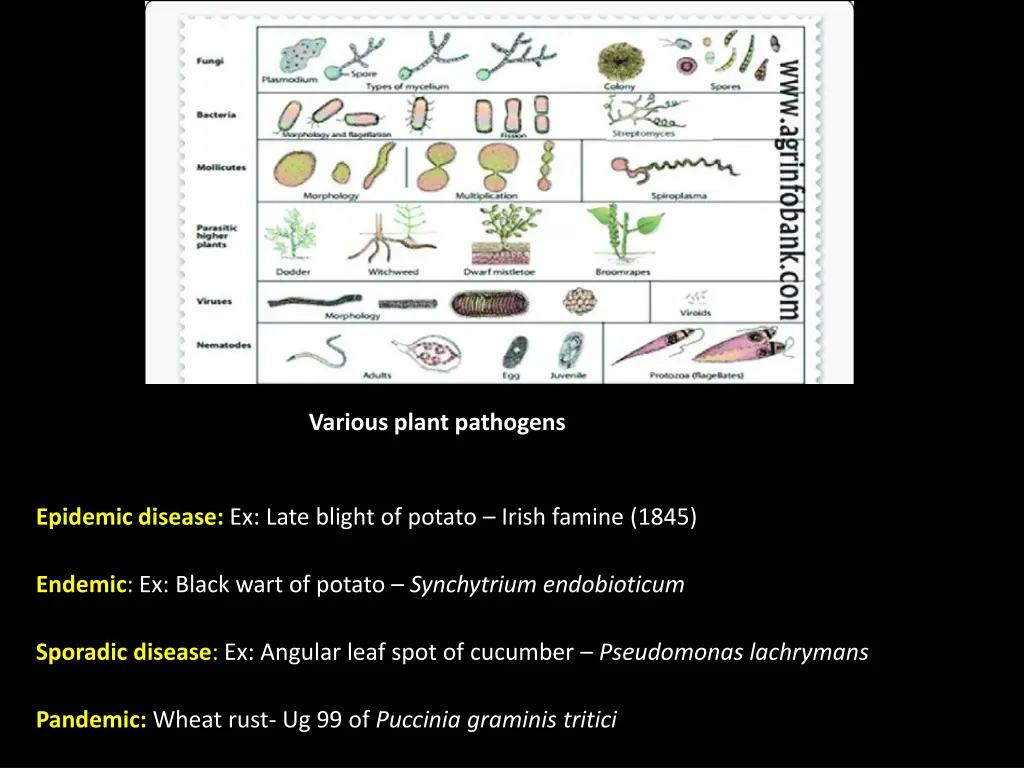 various plant pathogens