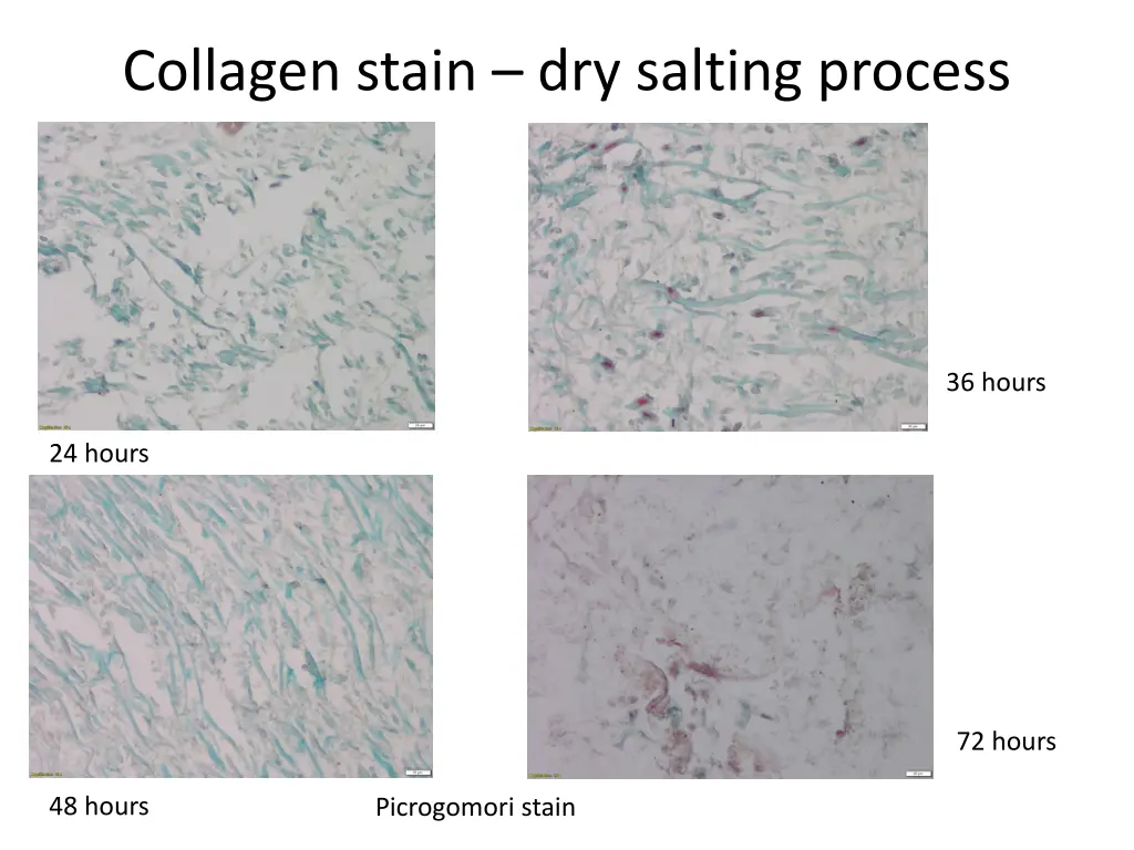 collagen stain dry salting process