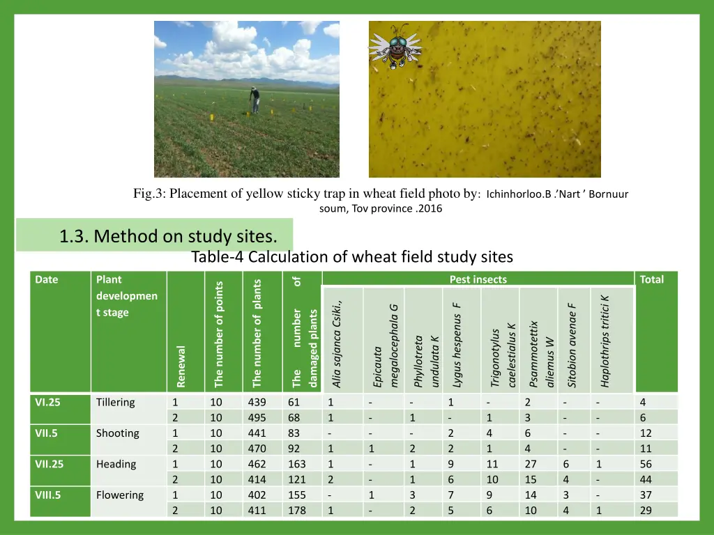 fig 3 placement of yellow sticky trap in wheat