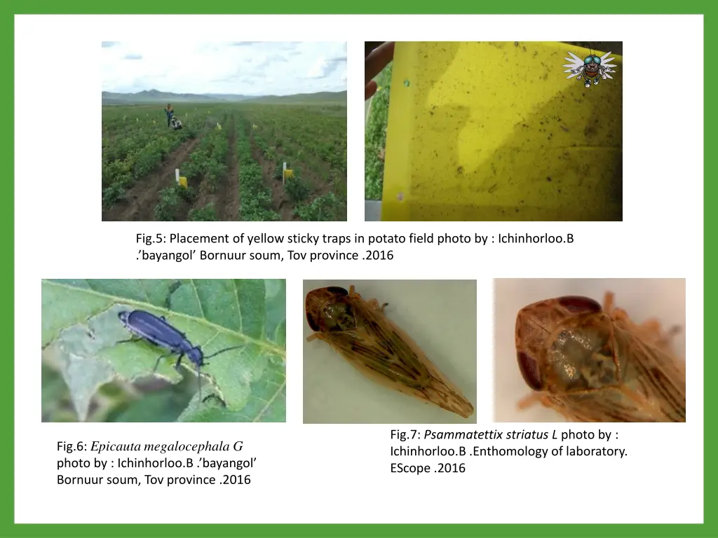 fig 5 placement of yellow sticky traps in potato