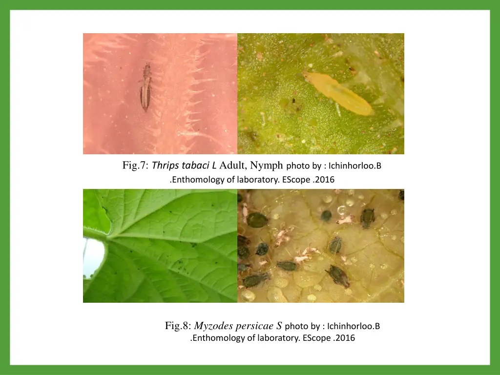 fig 7 thrips tabaci l adult nymph photo