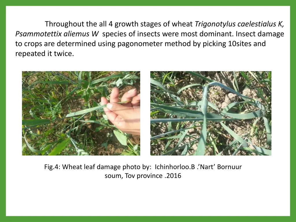 throughout the all 4 growth stages of wheat