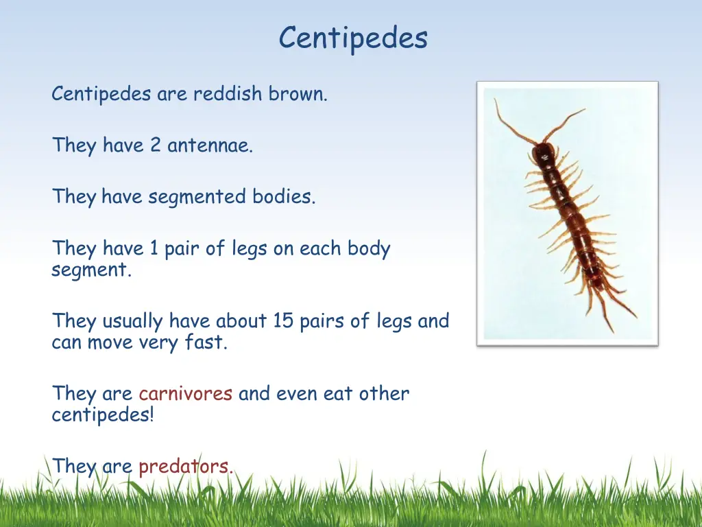 centipedes