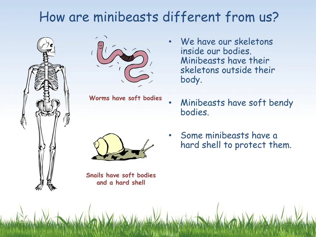 how are minibeasts different from us