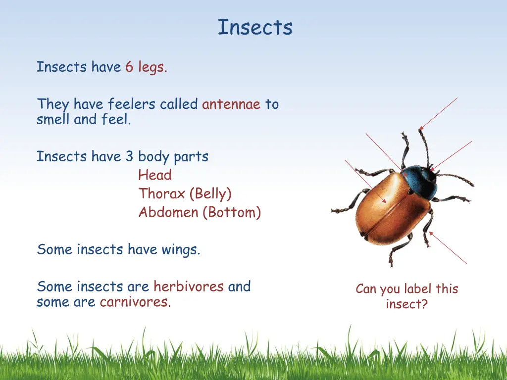 insects