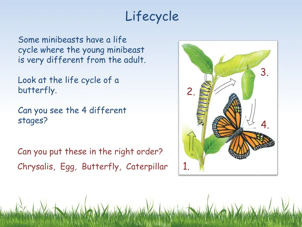 lifecycle