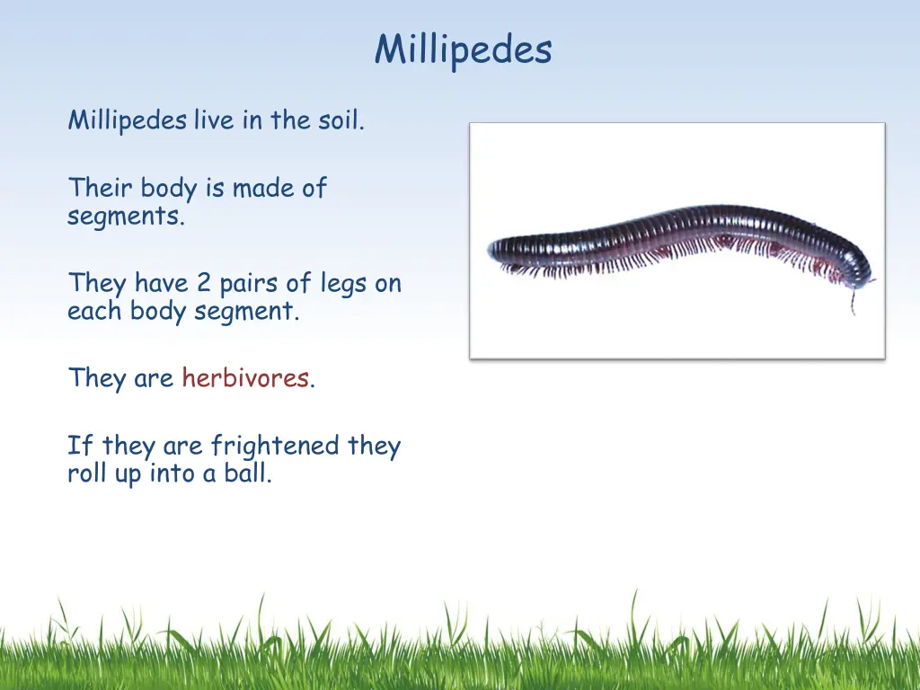 millipedes