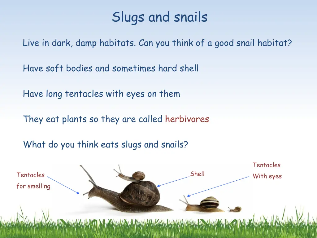 slugs and snails