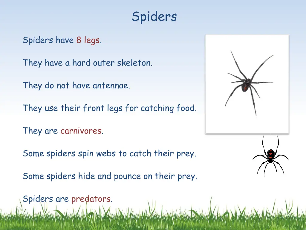 spiders