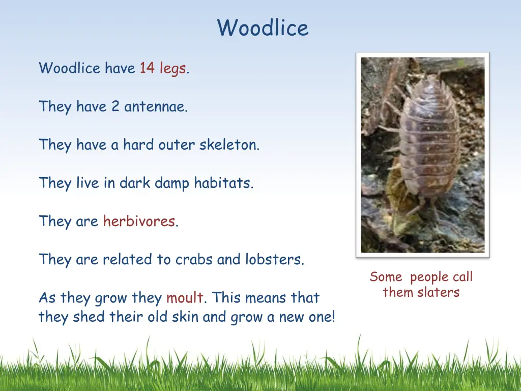 woodlice