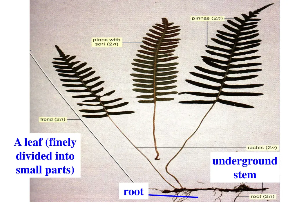 a leaf finely divided into small parts