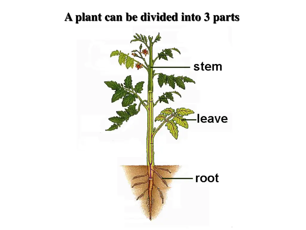 a plant can be divided into 3 parts