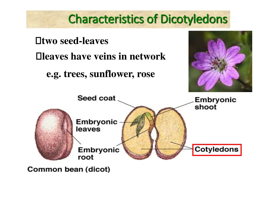 characteristics of dicotyledons characteristics