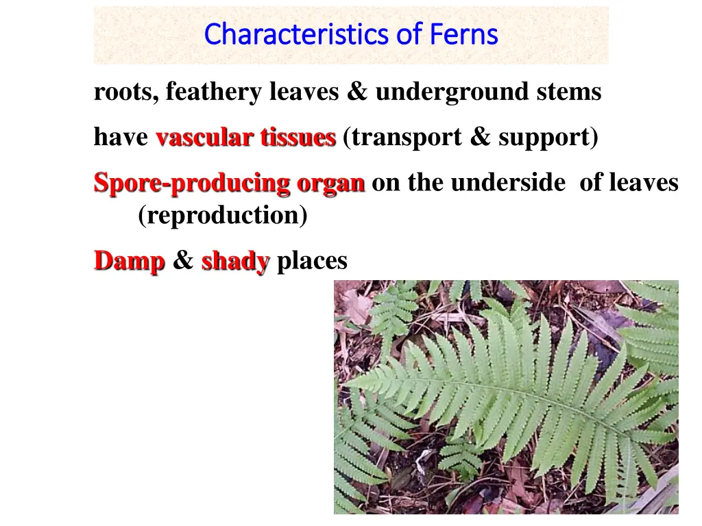 characteristics of ferns characteristics of ferns