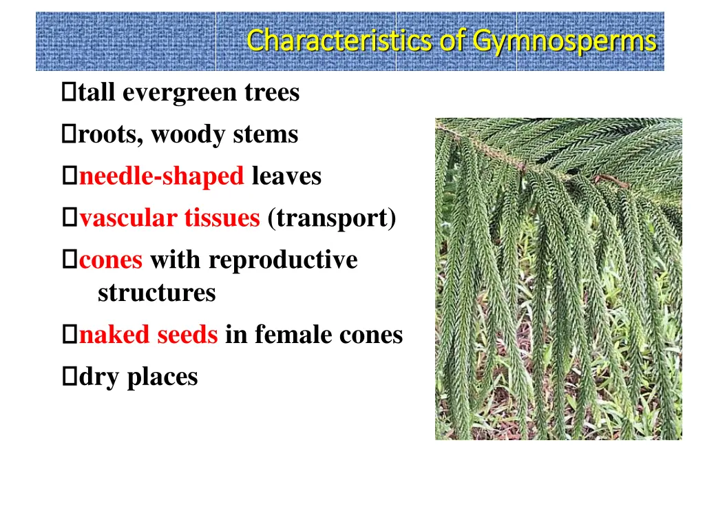 characteristics of gymnosperms characteristics