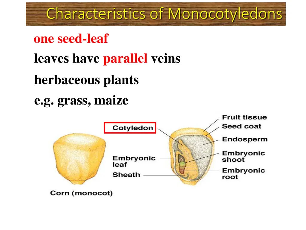 characteristics of monocotyledons