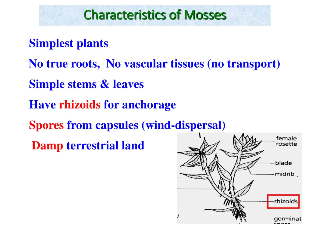 characteristics of mosses characteristics