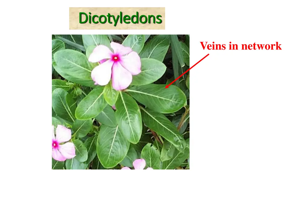 dicotyledons dicotyledons