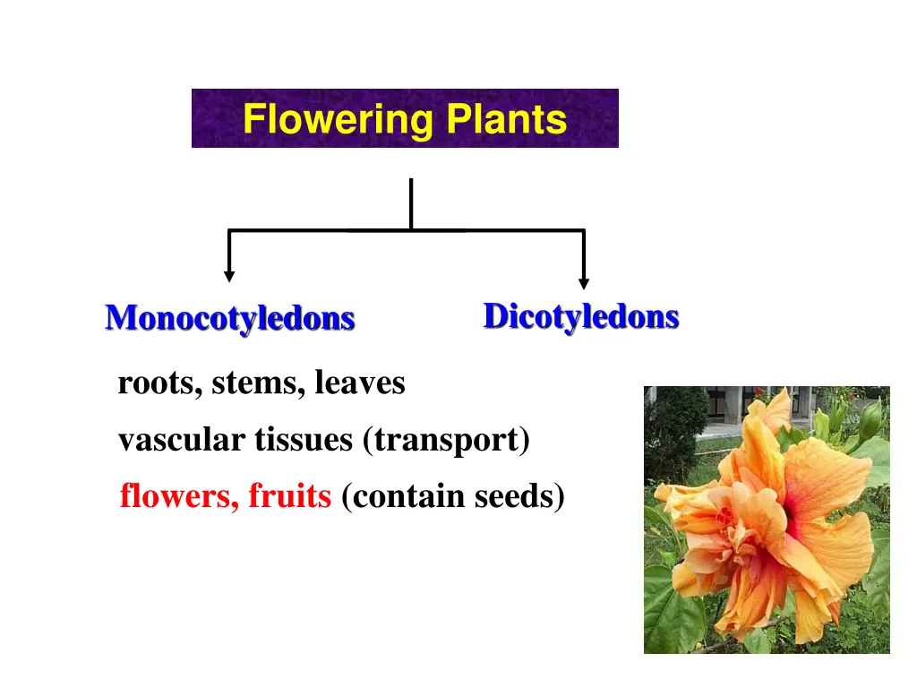 flowering plants