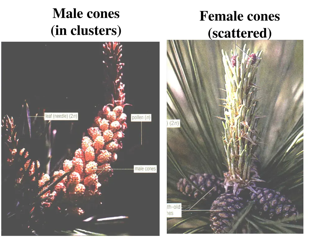 male cones in clusters