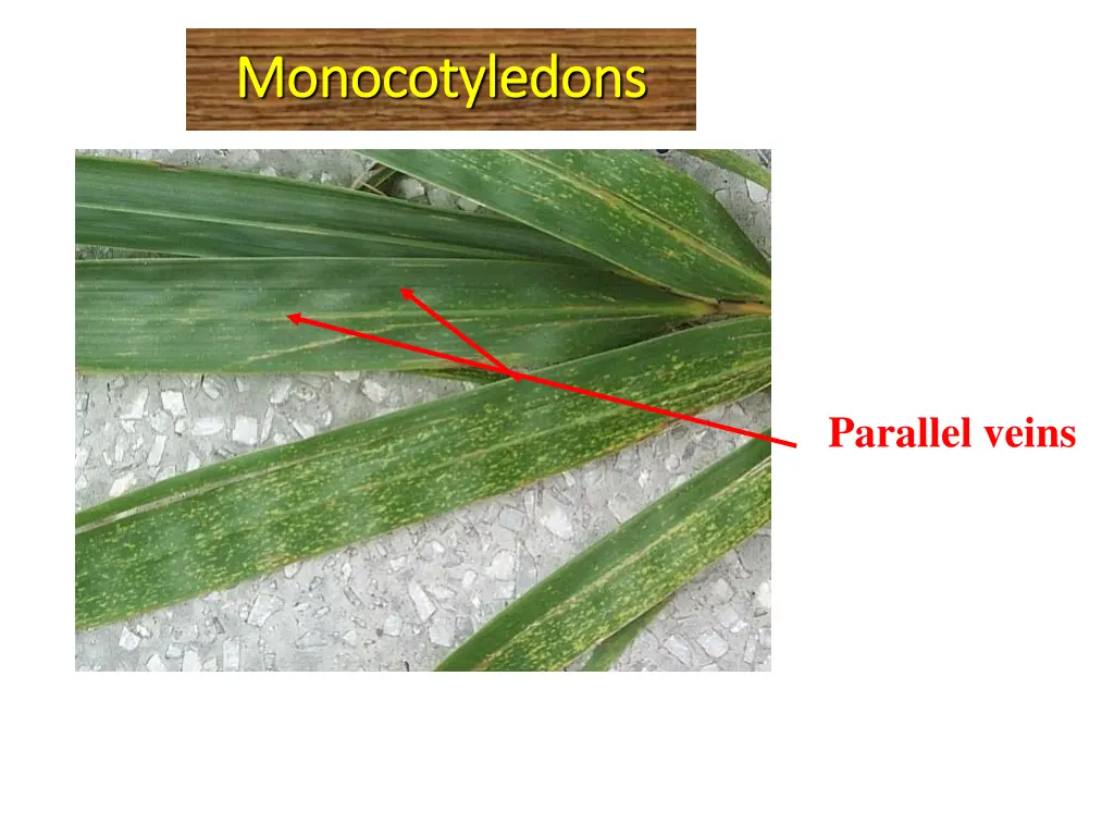 monocotyledons monocotyledons