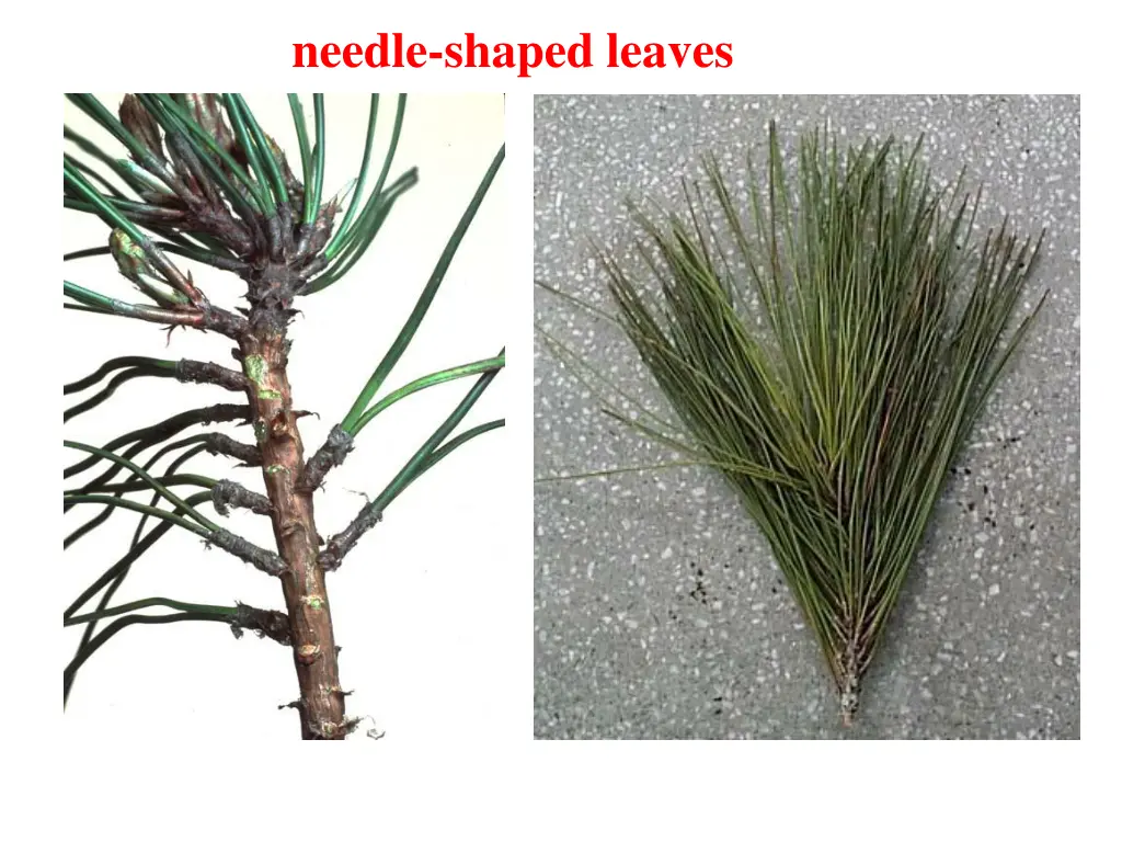 needle shaped leaves