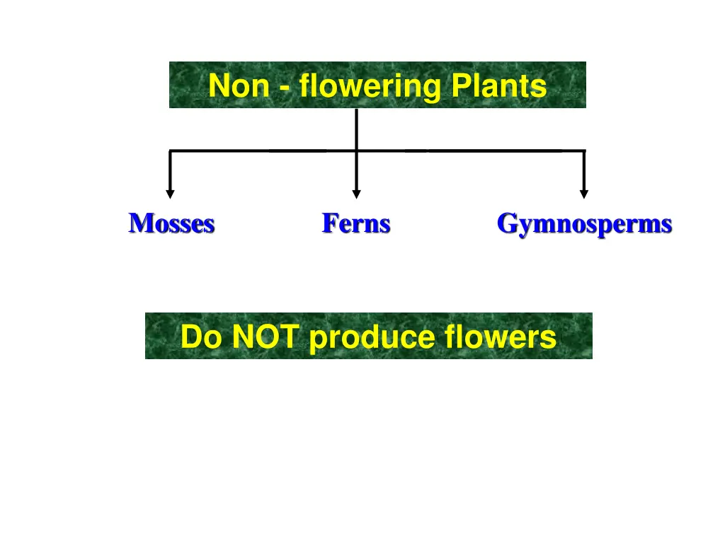 non flowering plants