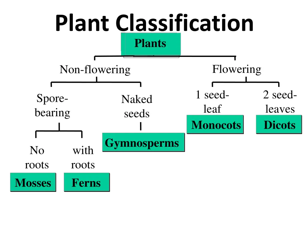 plant classification plants