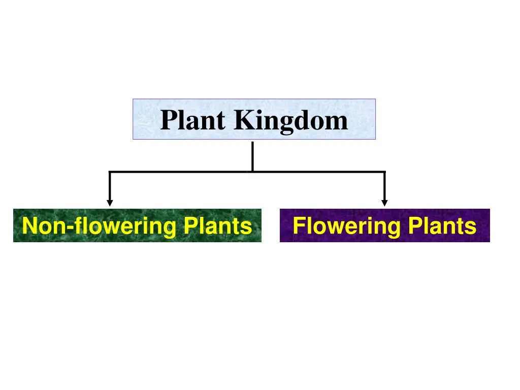 plant kingdom