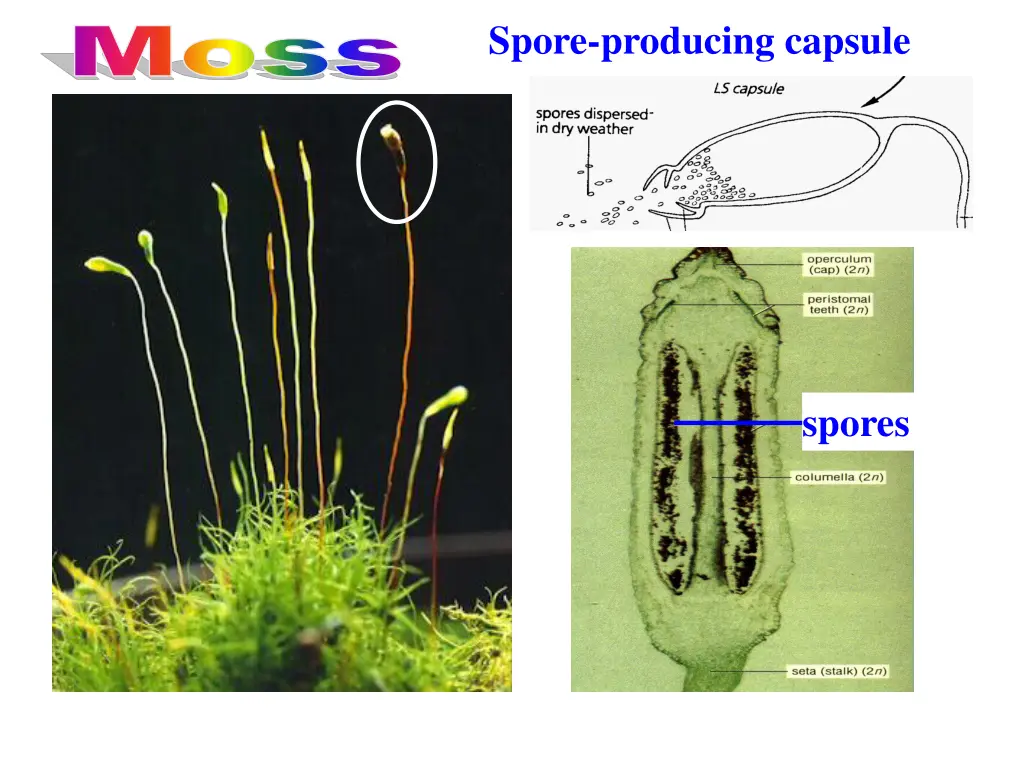 spore producing capsule