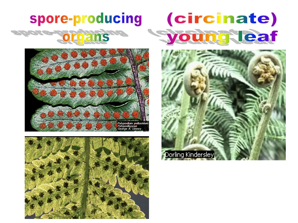 spore producing organs