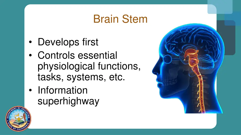 brain stem