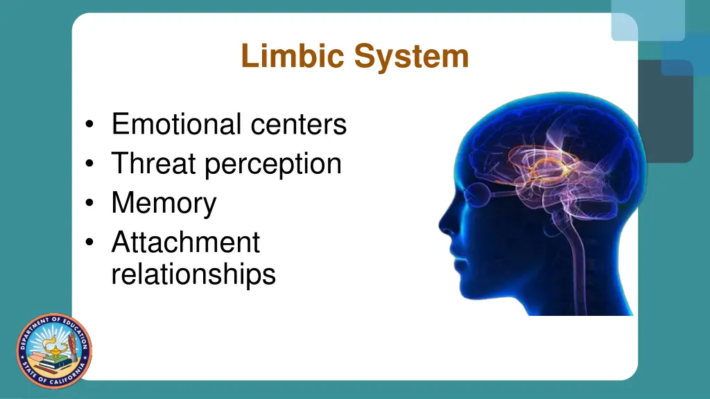 limbic system