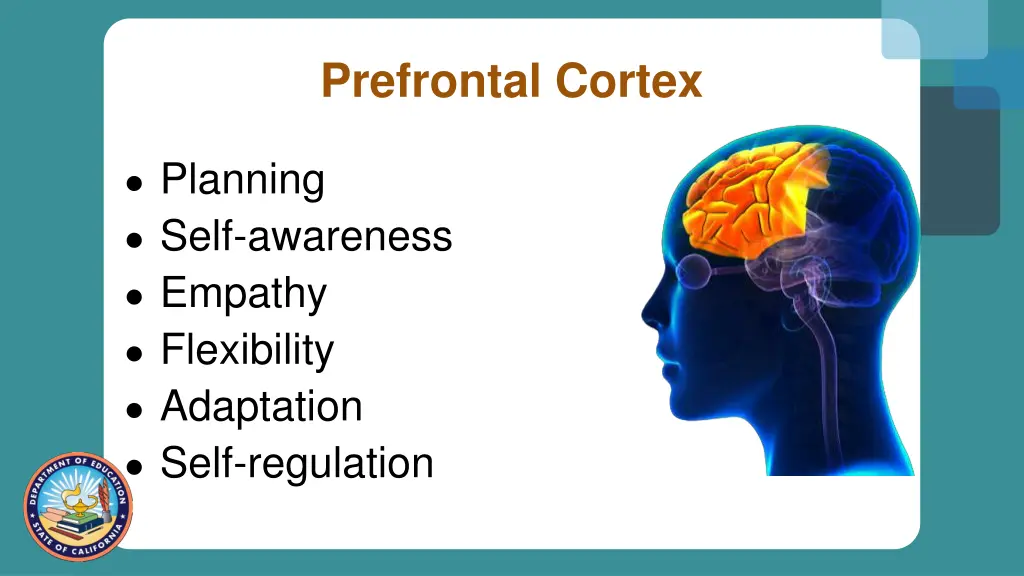 prefrontal cortex