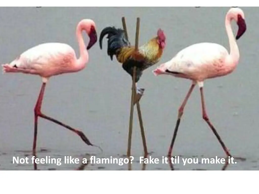 not feeling like a flamingo fake it til you make