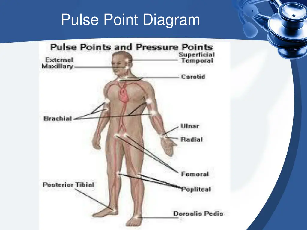 pulse point diagram